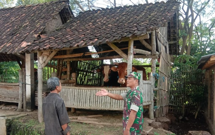 Babinsa Desa Gondosuli Serda Puspito anggota Koramil Tipe B 0807/14 Gondang melaksanakan komunikasi sosial dan pemantauan hewan ternak sapi milik warga binaan di Desa Gondosuli Kecamatan Gondang Kabupaten Tulungagung Jawa Timur, Selasa (02/01/2024)