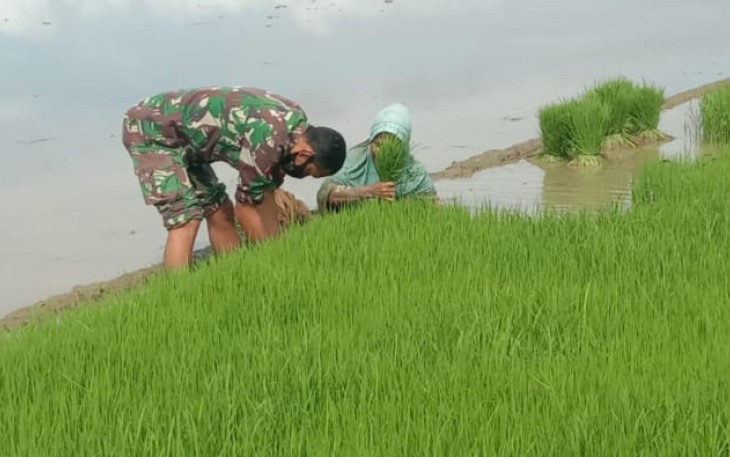 TNI di Abdya Konsen Dukung Program Nasional Ketahanan Pangan 