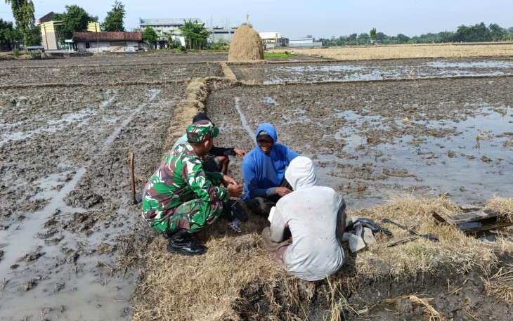 Babinsa Koramil 0805/14 Bringin Kodim Ngawi  Sertu Suyanto bersama anggota Poktan sedang memberikan penyuluhan kepada petani di lapangan, bertempat di persawahan Desa Sumberbening, Kecamatan Bringin, Kabupaten Ngawi, Sabtu (28/12/1/2024)