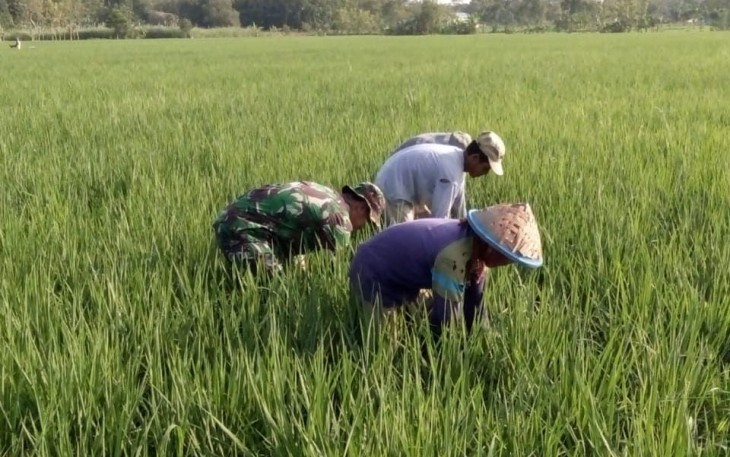 Babinsa Sareng Bantu Petani Kendalikan Gulma Tanaman Padi