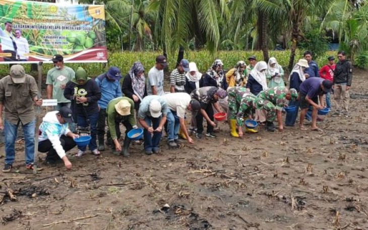 Kementan Pencanangan Penanaman Padi Gogo Tumpang Sari Kelapa