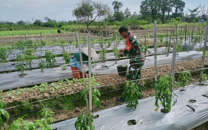 Babinsa Komsos Dengan Petani Cabai