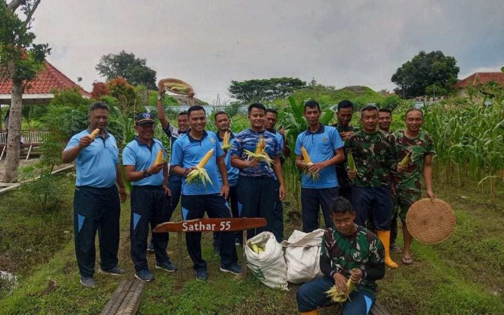Panen raya jagung Sathar 55, Selasa (6/2)