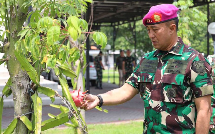 Dankodiklatal Letjen TNI (Mar) Nur Alamsyah saat panen buah naga, Kamis (15/2)