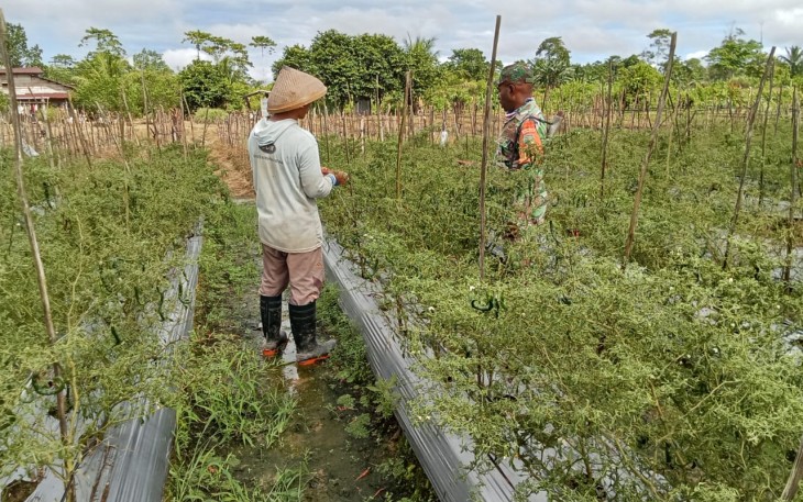 Koptu Kumiyu Terus Memberi Motivasi Para Petani Binaan Dalam Setiap Komsos 