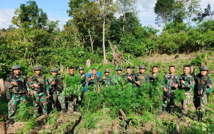 Penemuan ladang ganja di Bukit Tor Sihite