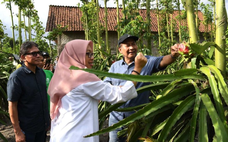 SeskemenkopUKM Arif Rahman Hakim saat meninjau poktan buah naga