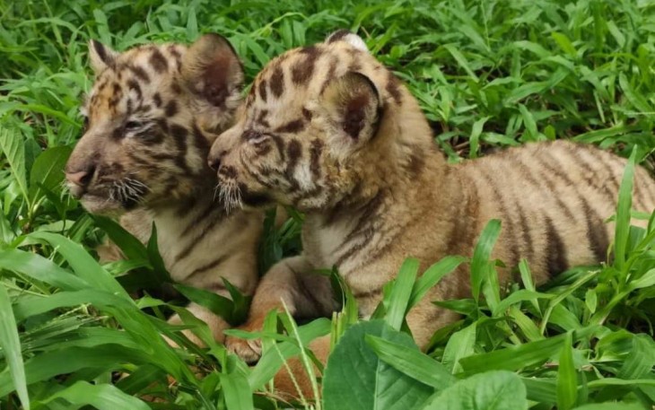 Bayi Harimau Benggala Koleksi Solo Safari