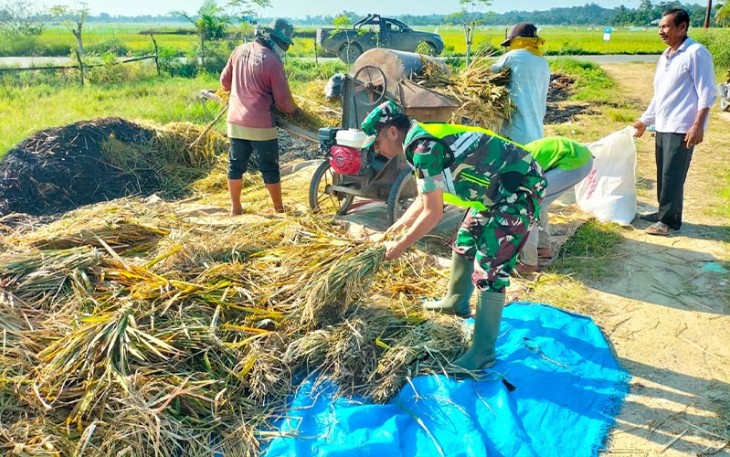 Babinsa Serda Puji Raharjo saat Turun ke Sawah Bantu Petani Merontokkan Padi