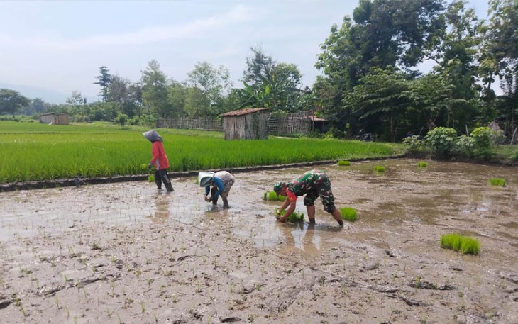 Babinsa jajaran Kodim 0803/Madiun saat Bantu Petani Tanam Padi