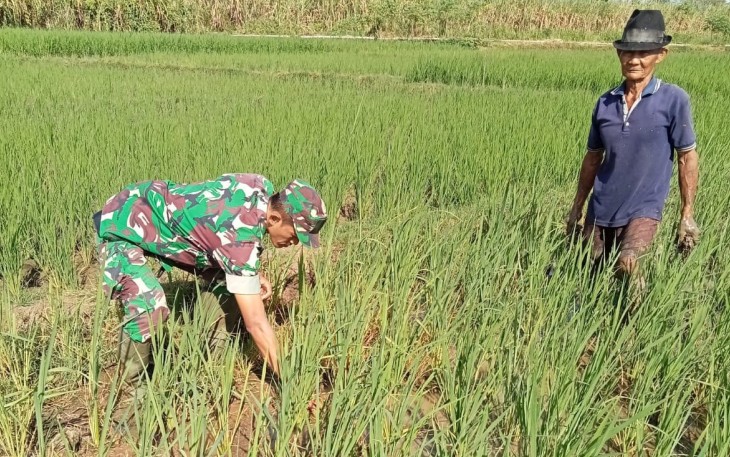 Babinsa Sukowidodo Dampingi Petani Bersihkan Gulma di Lahan Padi
