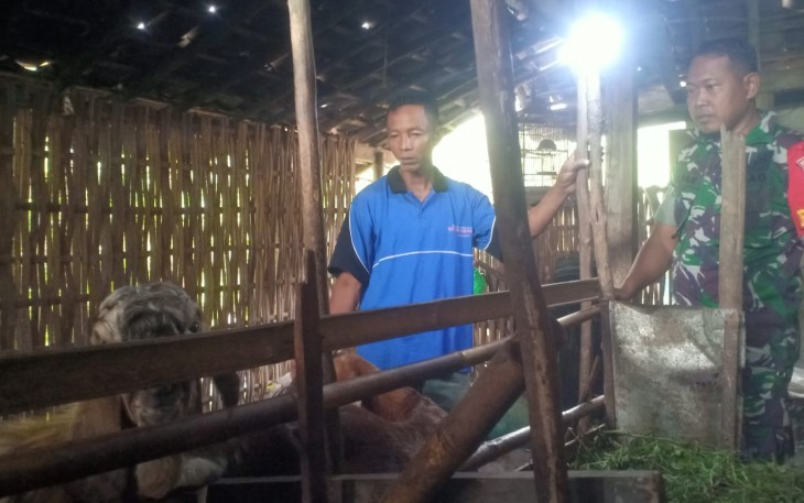 Sambangi Peternak Kambing Babinsa Koramil Karangjati Berikan Motivasi