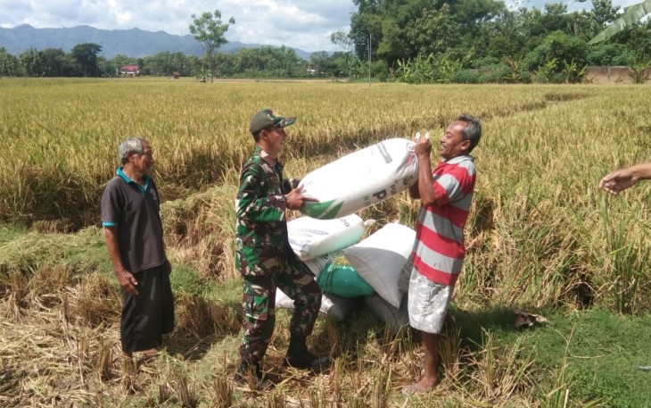 Babinsa Kodim Ponorogo Bantu Angkat Gabah