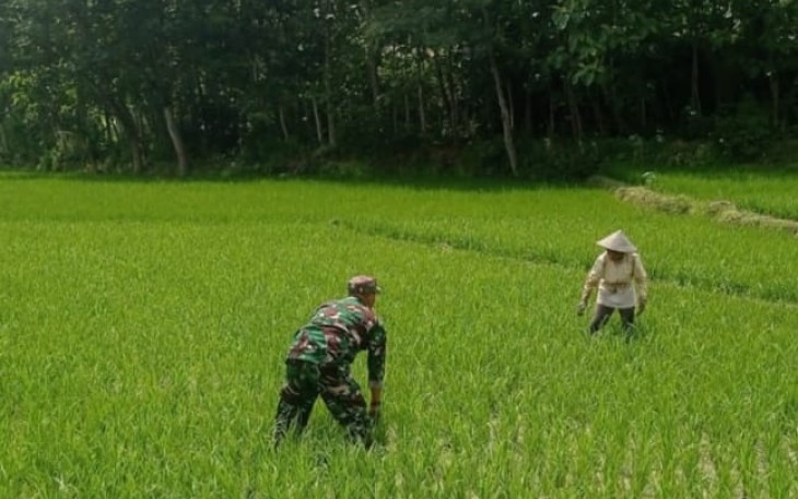  Babinsa Koramil 0801/03 Arjosari Bantu Petani Lakukan Penyiangan