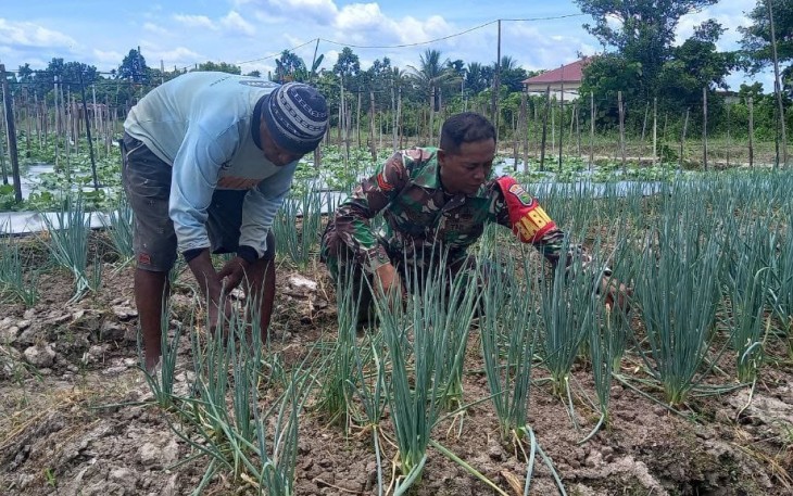 Koptu Miswanto Babinsa Koramil 07/Mapurujaya Kodim 1710/Mimika selaku Babinsa di Kampung Kaugapu, Distrik Mimika Timur, Kab. Mimika membantu petani merawat kebun sayuran daun bawang di lahan milik bapak Sudirman, Senin (13/1/2025)