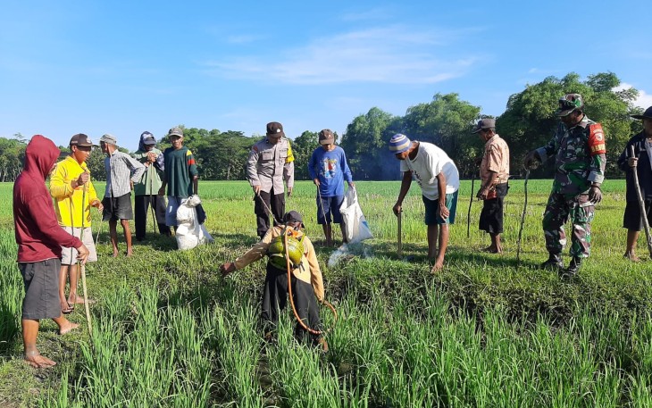 Babinsa Koramil 0805/05 Karangjati dan PPL bantu Petani Laksanakan Pemberantasan Hama Tikus
