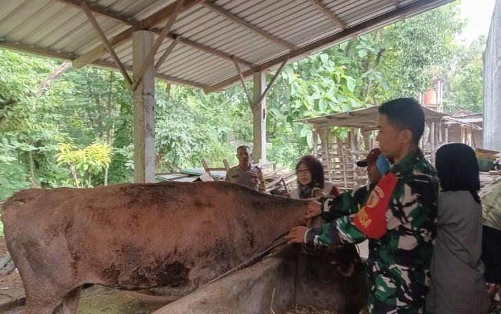 Babinsa Desa Rejosari Dampingi Vaksinasi PMK pada Ternak Sapi Warga