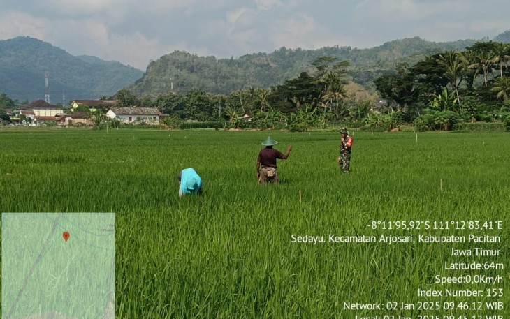 Babinsa Koramil 0801/03 Arjosari saat Lakukan Perawatan Padi
