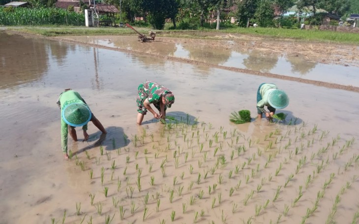 Babinsa Desa Ngadirejo Bersama Gapoktan Tanam Padi untuk Ketahanan Pangan