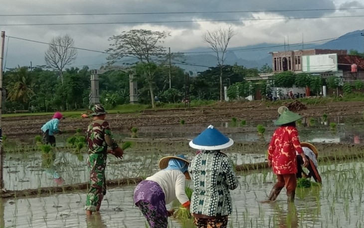 Babinsa Gondosuli Wujudkan Kemanunggalan dengan Petani