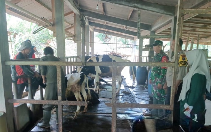 Babinsa Koramil 0801/04 Tegalombo Dampingi Vaksinasi PMK