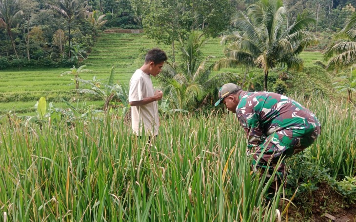 Babinsa Kodim Ponorogo Dampingi Petani saat Perawatan Tanaman Padi
