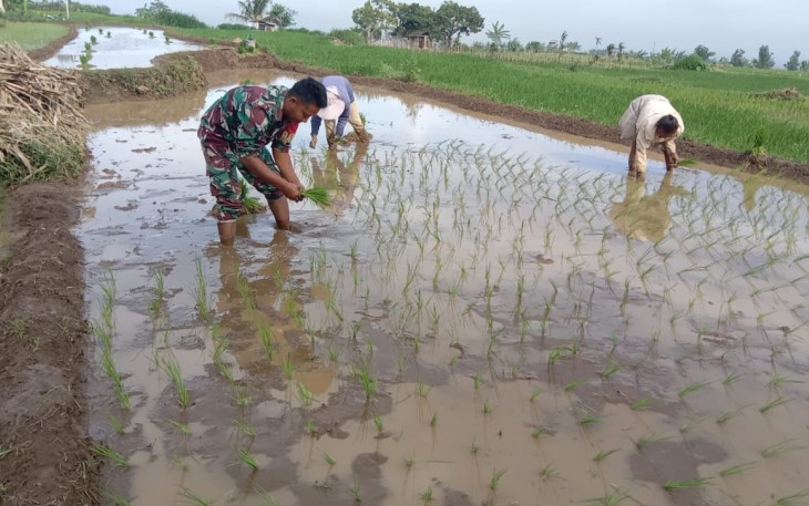 Wujud Nyata Babinsa Ngawi Dalam Program Ketahanan Pangan 