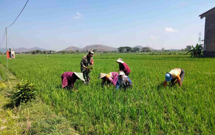 Pembersihan gulma areal persawahan petani wilayah desa binaan 