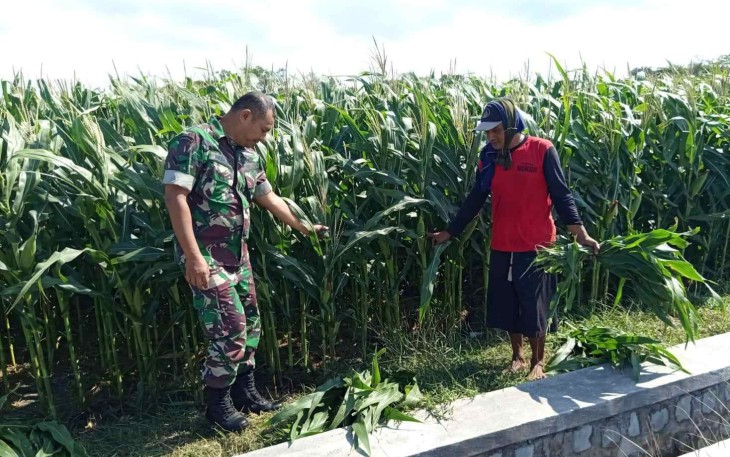 Pendampingan petani wilayah desa binaan 