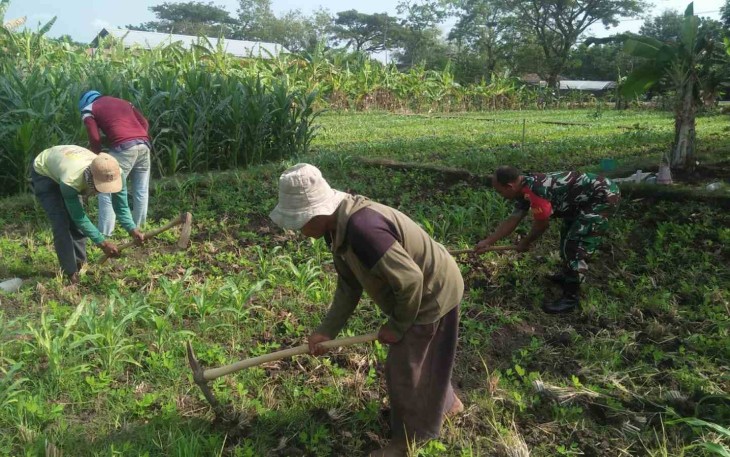 Merawat tanaman jagung di wilayah desa binaan 