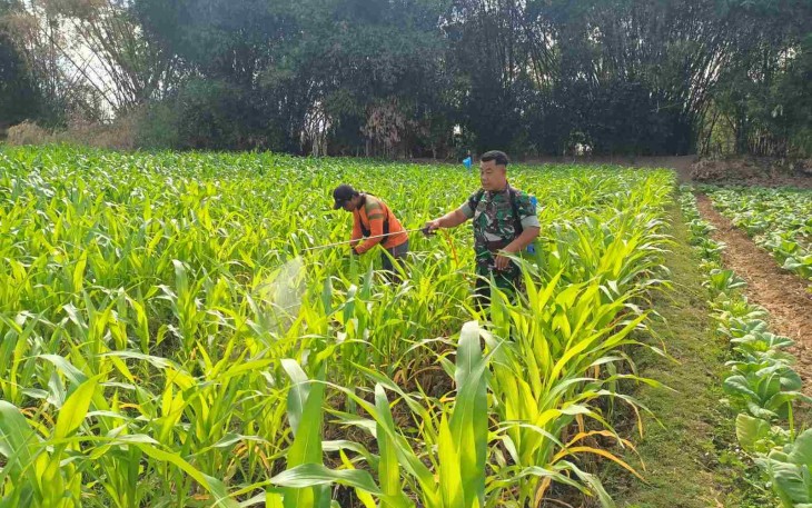 Penyemprotan tanaman petani desa binaan 