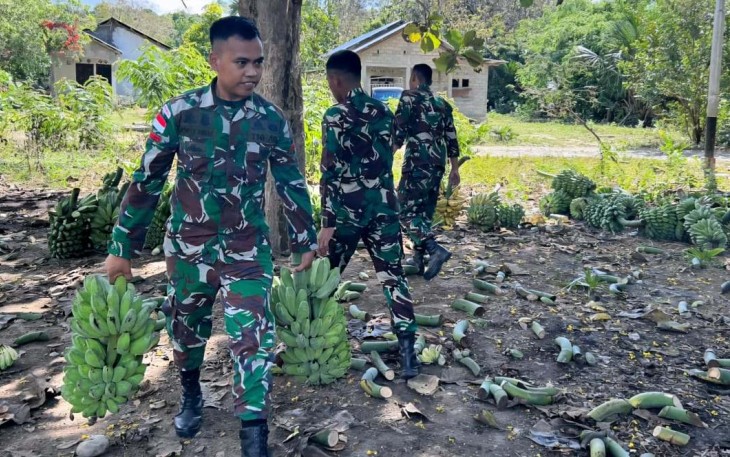 Bantu warga panen pisang di perbatasan 