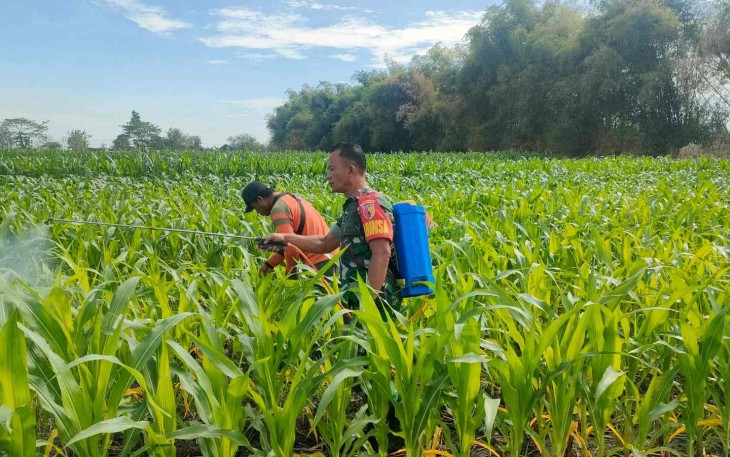 Penyemprotan tanaman petani desa binaan 
