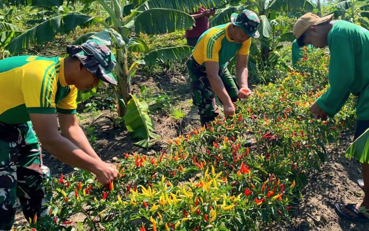 Panen cabai bersama warga Fatuba’a