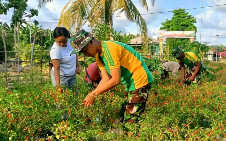 Panen cabai bersama warga desa Motamasin 
