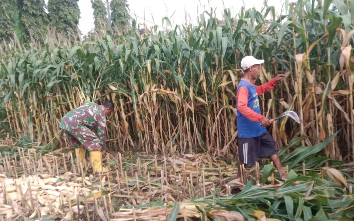Panen jagung bersama warga desa binaan 