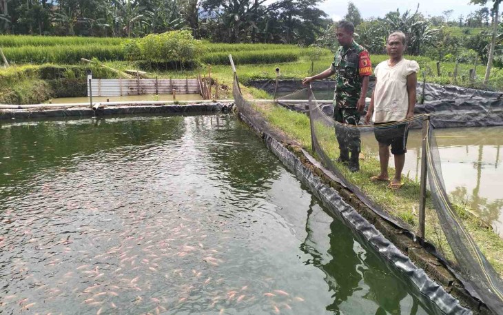 Budidaya ikan nila di wilayah desa binaan 