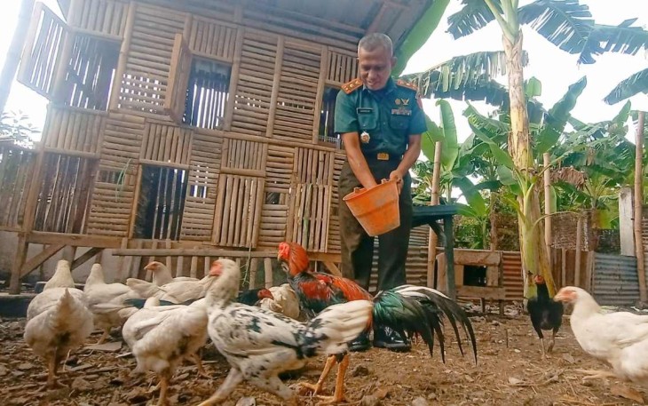 Budidaya ayam kampung 