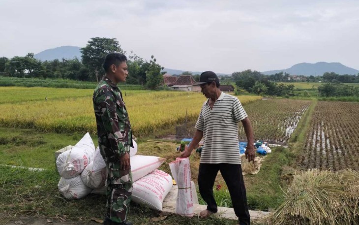 Panen padi petani binaan 