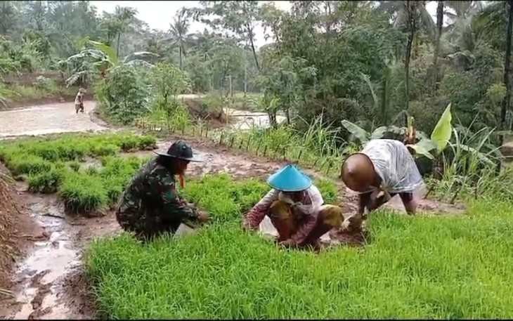 Pemetikan bibit padi petani desa binaan 