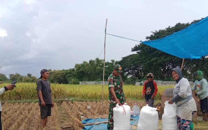 Serap gabah petani desa binaan 