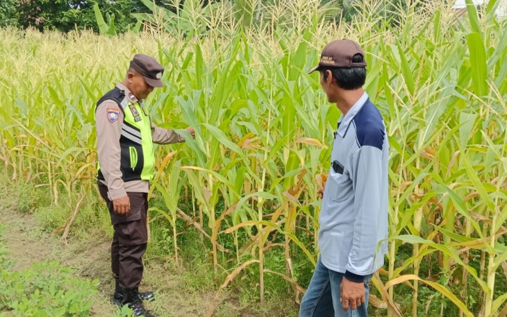 Kanit Binmas Polsek Belitang III Lakukan Pengecekan Lahan Warga yang Ditanami Jagung 