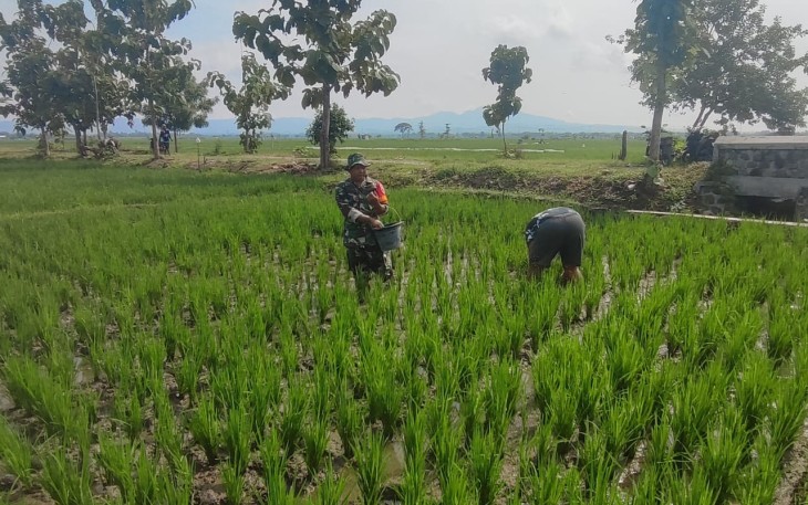 Peran Babinsa Dalam Pendampingan Pemupukan Bersama Petani di Wilayah