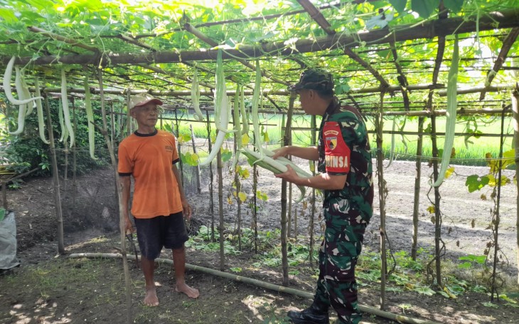Babinsa Karangjati Bantu Petani Rawat Kebun Sayur Untuk Sukseskan Ketahanan Pangan