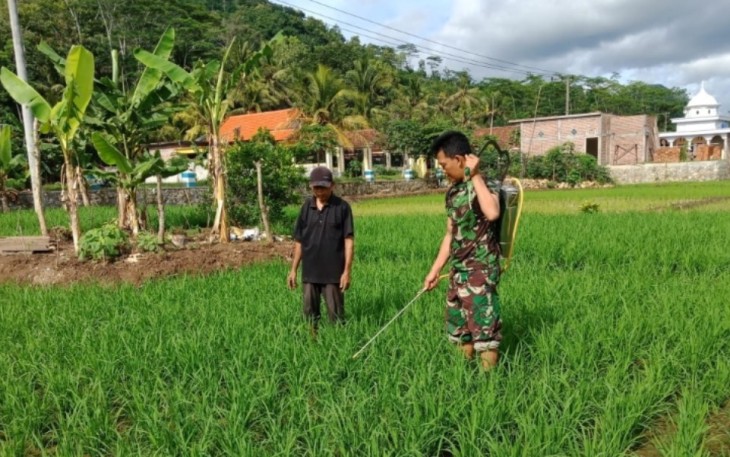 Babinsa Tanggulkundung dan Petani Bersatu Lawan Hama
