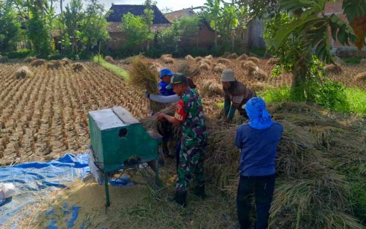 Bantu panen padi warga binaan