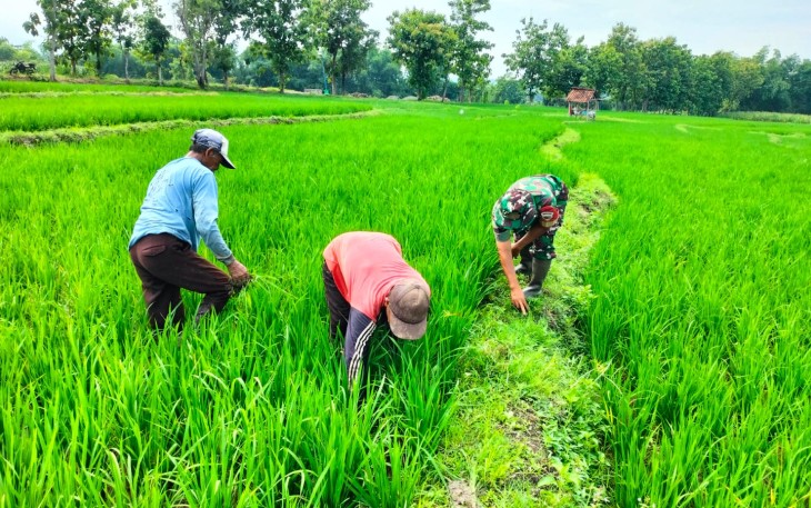 Babinsa Desa Prambon Dampingi Pembersihan Gulma di Sawah Warga