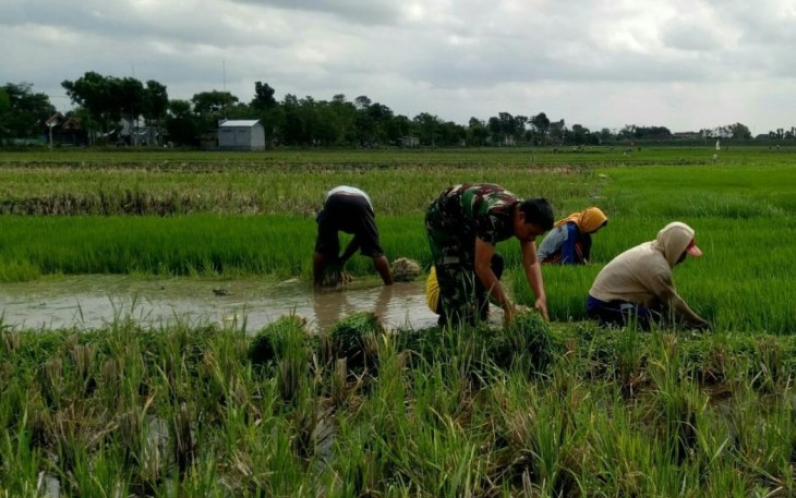 Babinsa Desa Bono Dampingi Pencabutan Benih Padi Siap Tanam