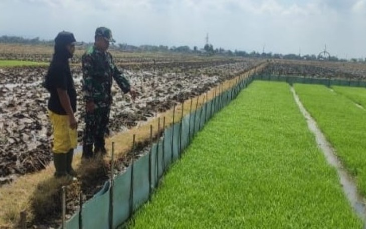 Serka Junaedi Dampingi Monitoring Perkembangan Bibit Padi