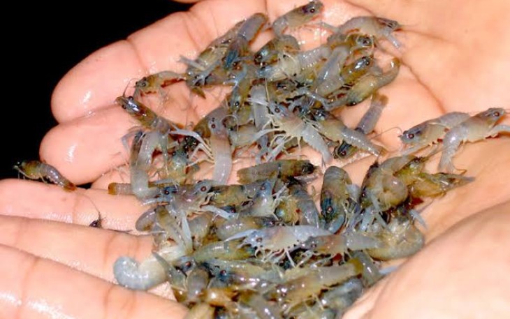 Benih-Bening Lobster 